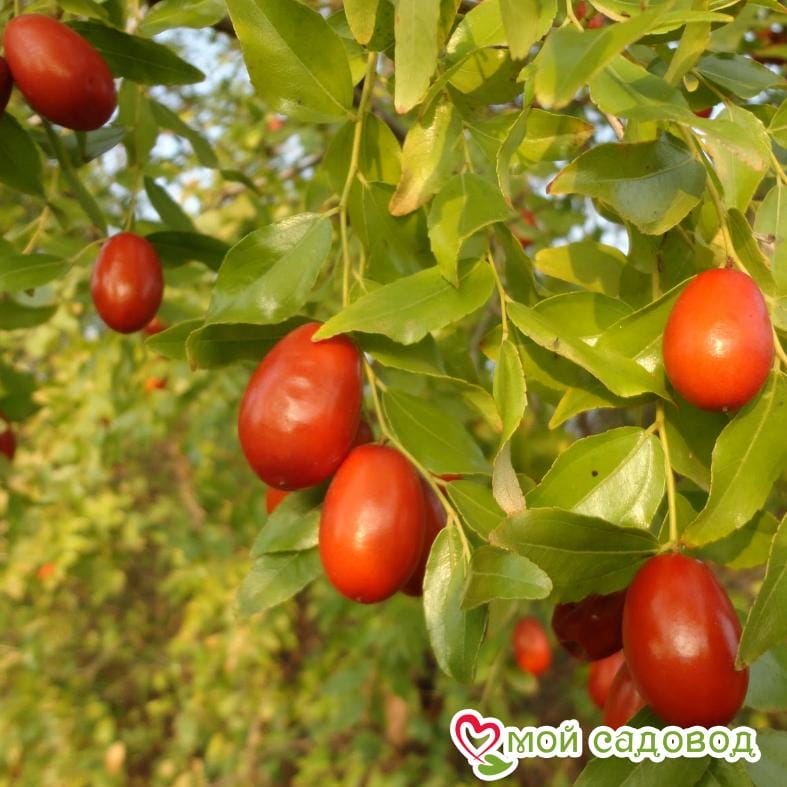 Зизифус "Лакомый" (Среднеспелые сорт)