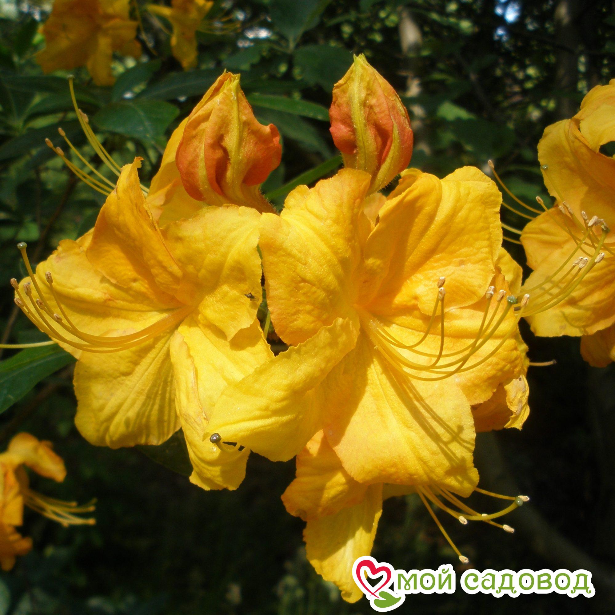 Азалия/Рододендрон Клондайк