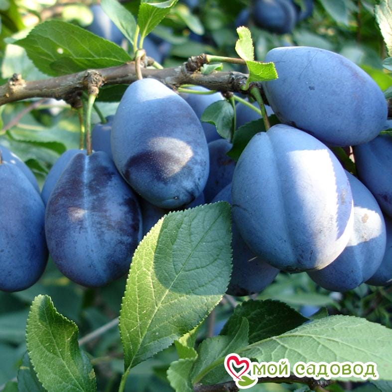 Слива Стенлей