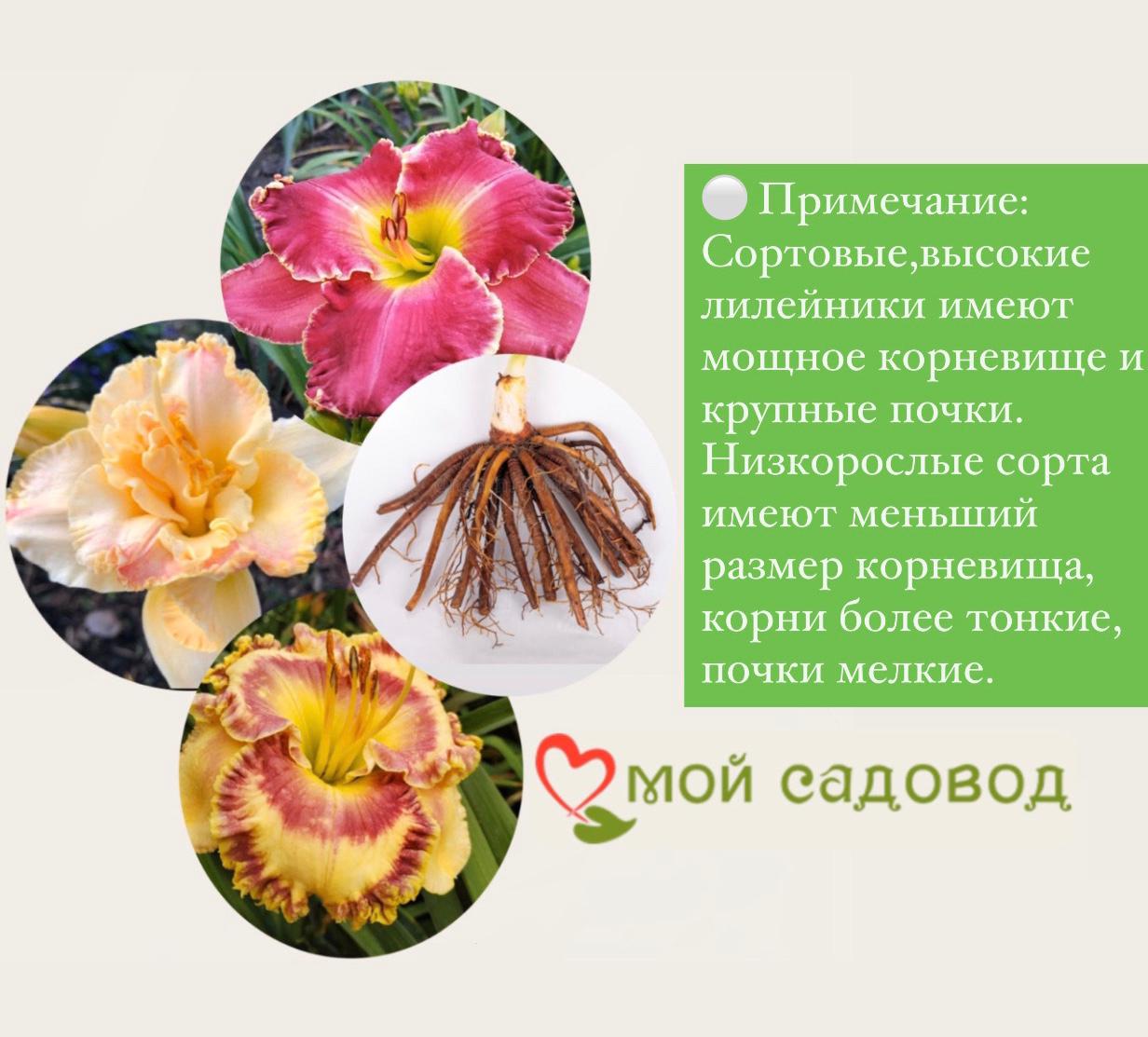 ЛИЛЕЙНИК ЛАВАНДЕР БЛЮ БЭБИ / LAVENDER BLUE BABY