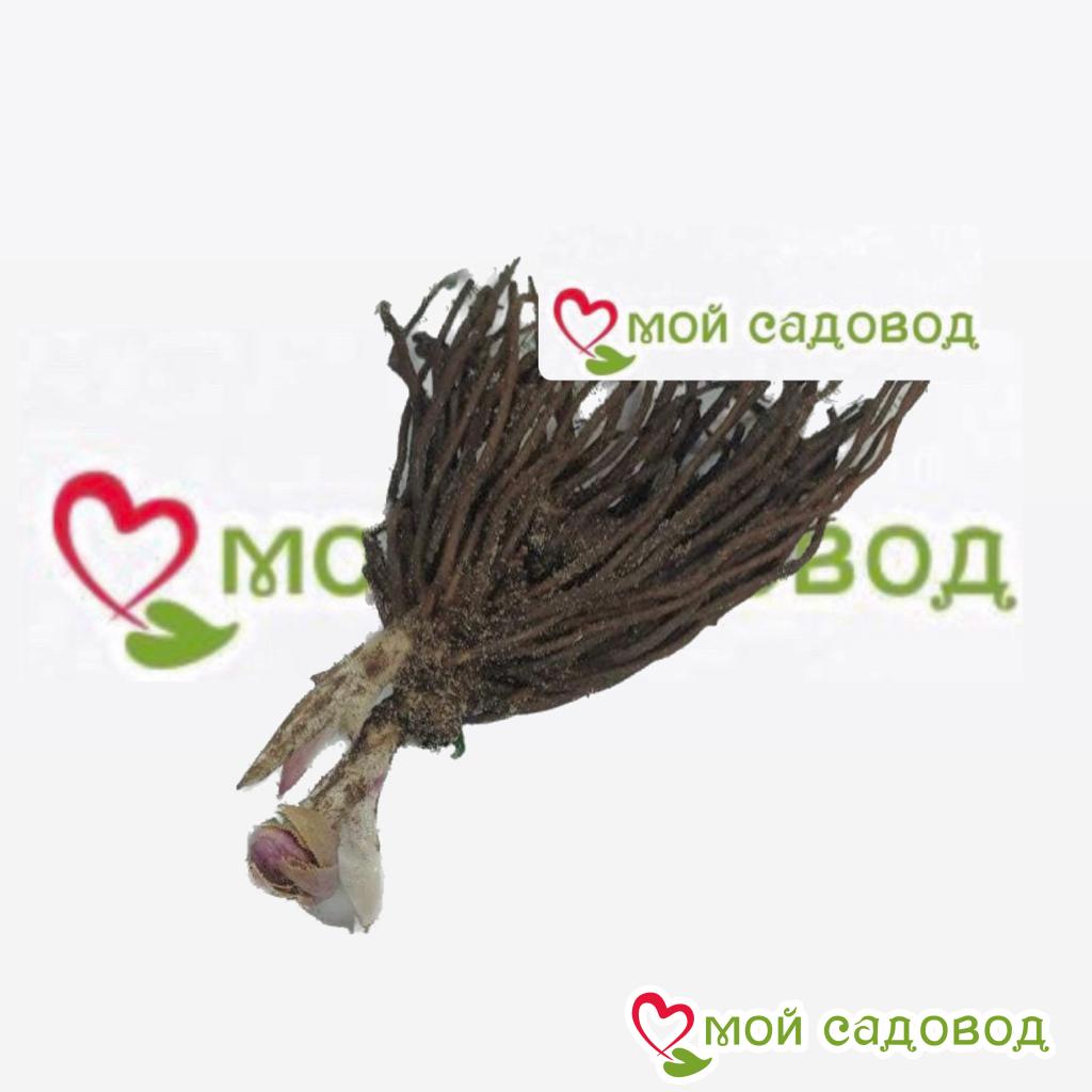 Морозник Дабл Эллен Пинк Споттид