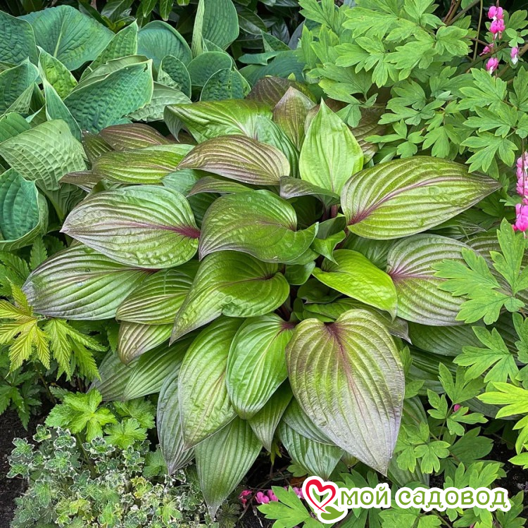 Хоста Фёрст Блаш