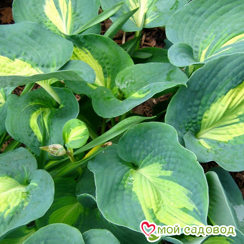 Хоста Дрим Куин (гибридная)