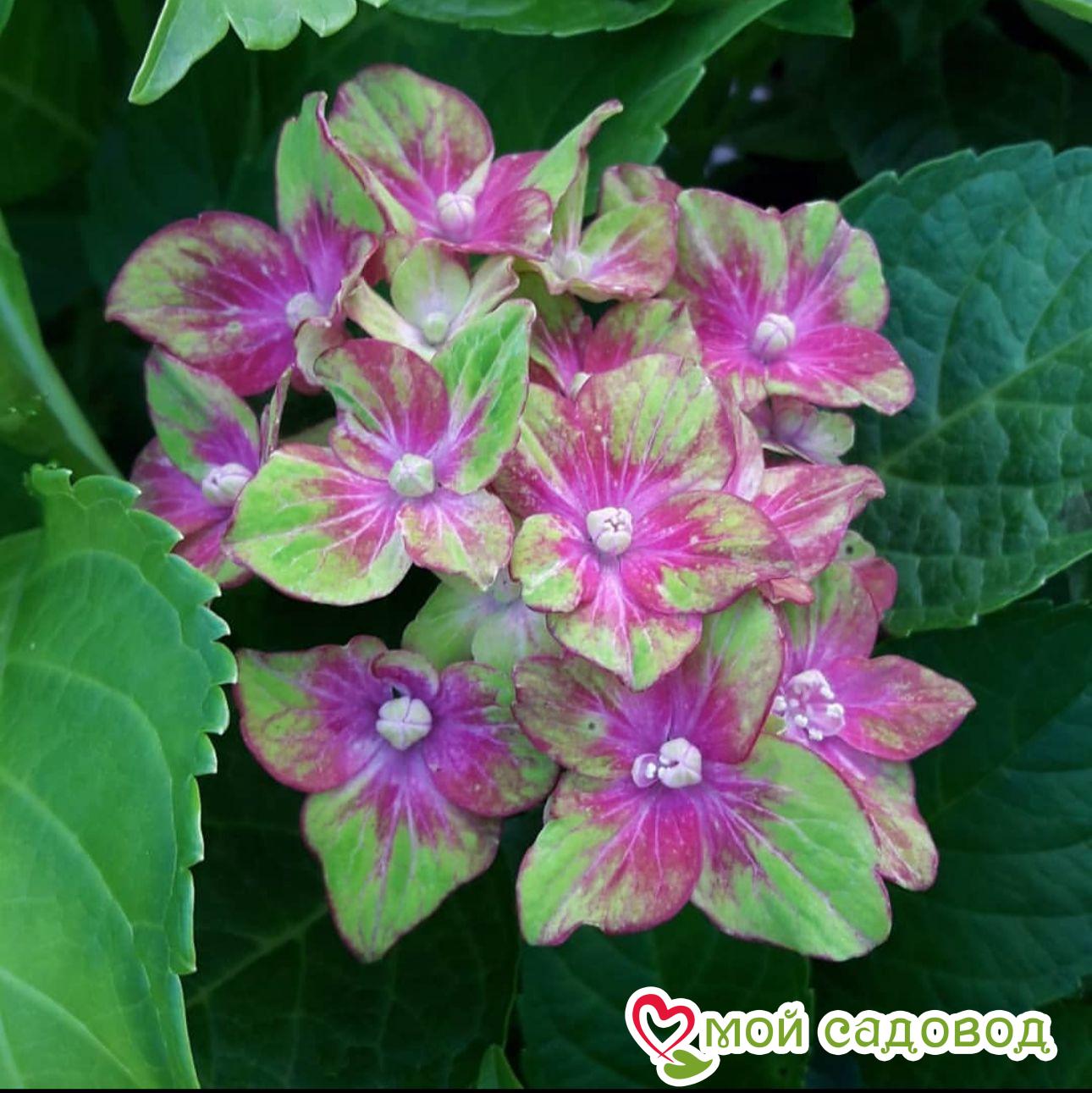 Саженец Гортензия крупнолистовая Шлосс Вакебат ЗКС