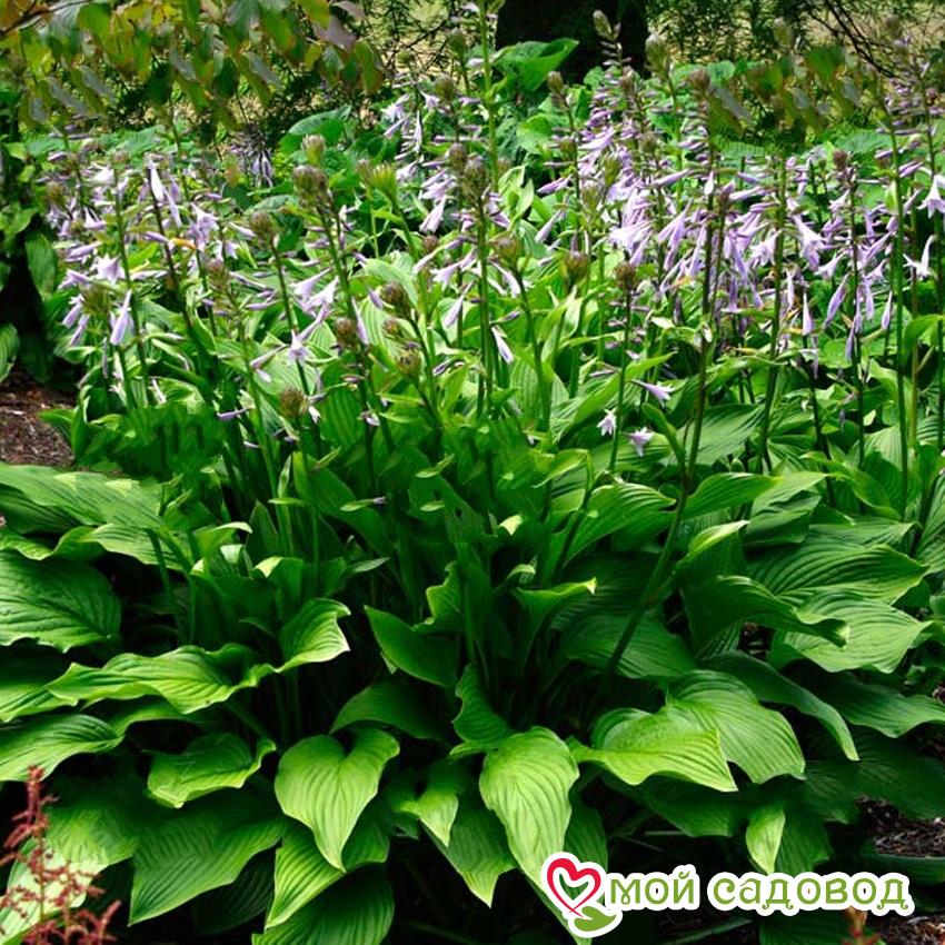 Хоста гибридная Перпл Сенсейшен